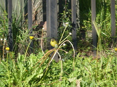 Spinus barbatus