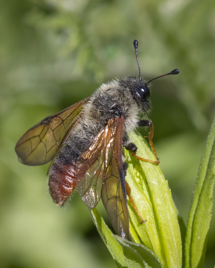 Club-horned Sawflies