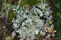 Parmotrema reparatum