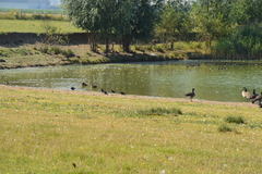 Corvus monedula monedula