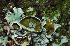 Parmotrema reparatum