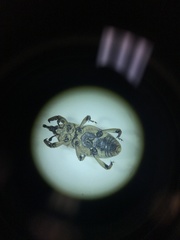 Sphenophorus callosus
