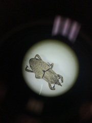 Sphenophorus callosus