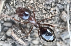 Formica subpolita