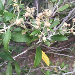 Tarchonanthus