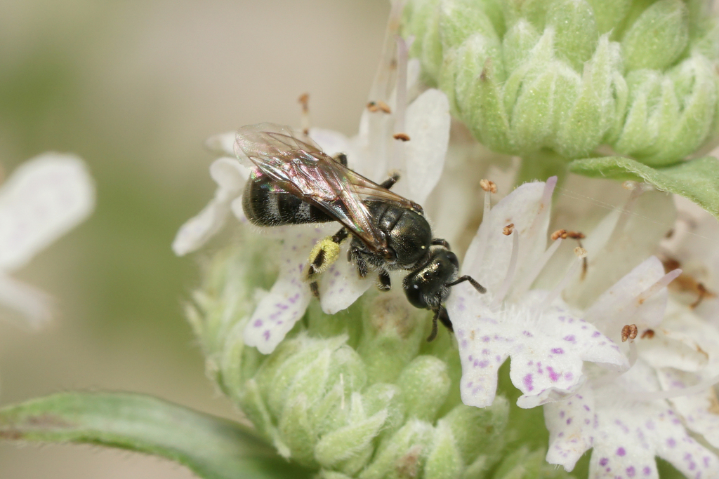 Very Smooth Sweat Bee