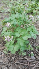 Corydalis pumila