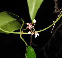Leichhardtia fraseri