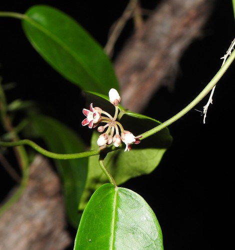 Image of Leichhardtia fraseri by (c) Greg Tasney, some rights reserved (CC BY-SA)