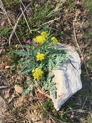 Cymopterus longipes