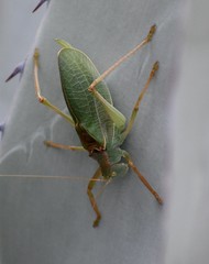 Paracyrtophyllus excelsus