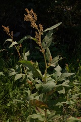 Koenigia phytolaccifolia