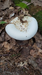 Lactifluus subvellereus