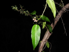 Leichhardtia fraseri