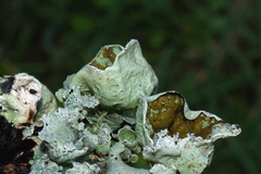 Parmotrema reparatum