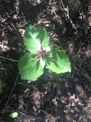 Trillium stamineum