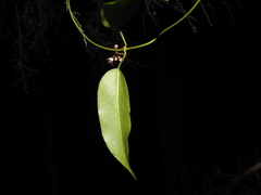 Leichhardtia fraseri