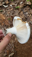 Lactifluus subvellereus