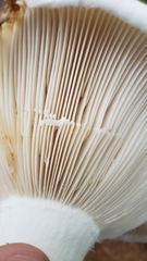 Lactifluus subvellereus