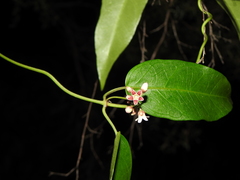 Leichhardtia fraseri