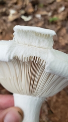 Lactifluus subvellereus