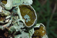 Parmotrema reparatum