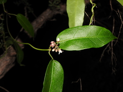 Leichhardtia fraseri