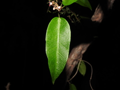 Leichhardtia fraseri