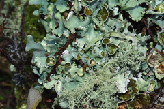 Parmotrema reparatum