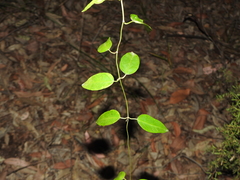 Leichhardtia fraseri