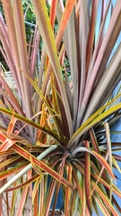 Ananas comosus comosus