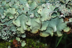 Parmotrema reparatum