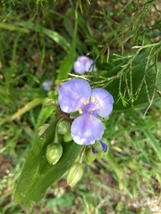 Tradescantia