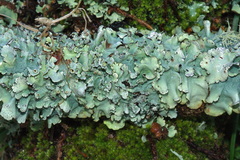 Parmotrema reparatum