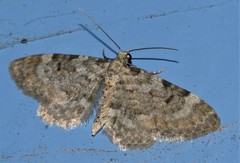 Eupithecia tantillaria