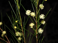 Acacia juncifolia