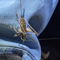 Antaxius spinibrachius