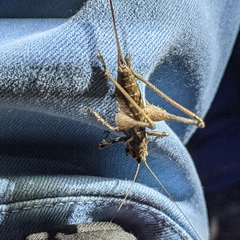 Antaxius spinibrachius