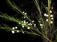Acacia juncifolia