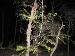Acacia juncifolia