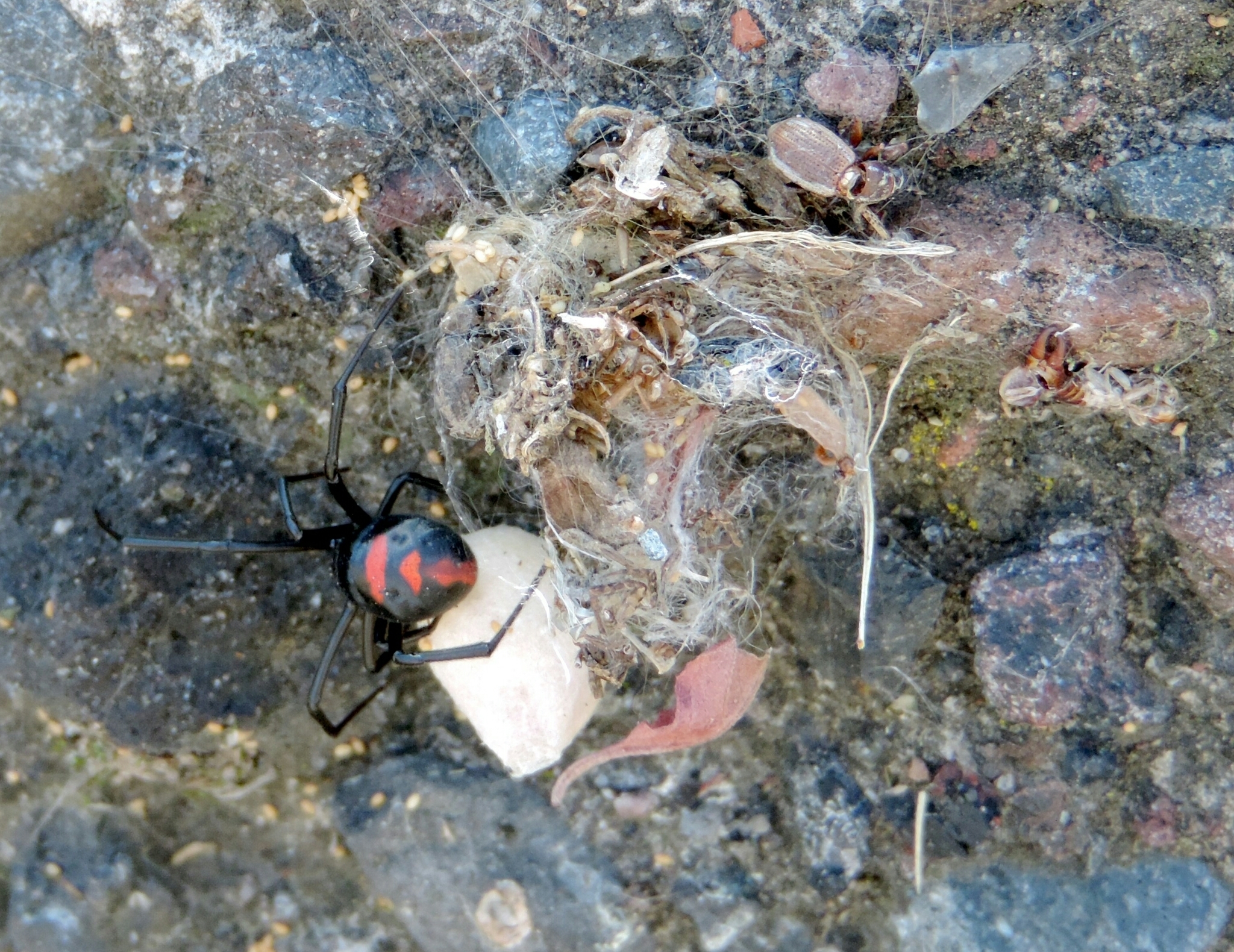 Theridiidae image