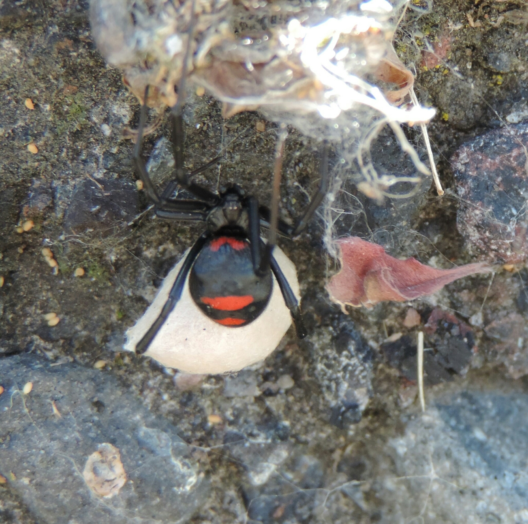 Latrodectus image