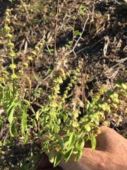 Ocimum americanum