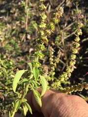 Ocimum americanum
