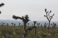 Yucca decipiens