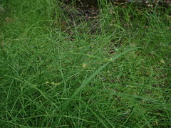 Carex laeviculmis