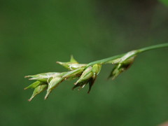 Carex laeviculmis