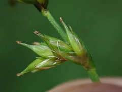 Carex laeviculmis