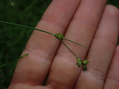 Carex laeviculmis