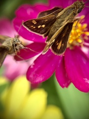 Polites peckius